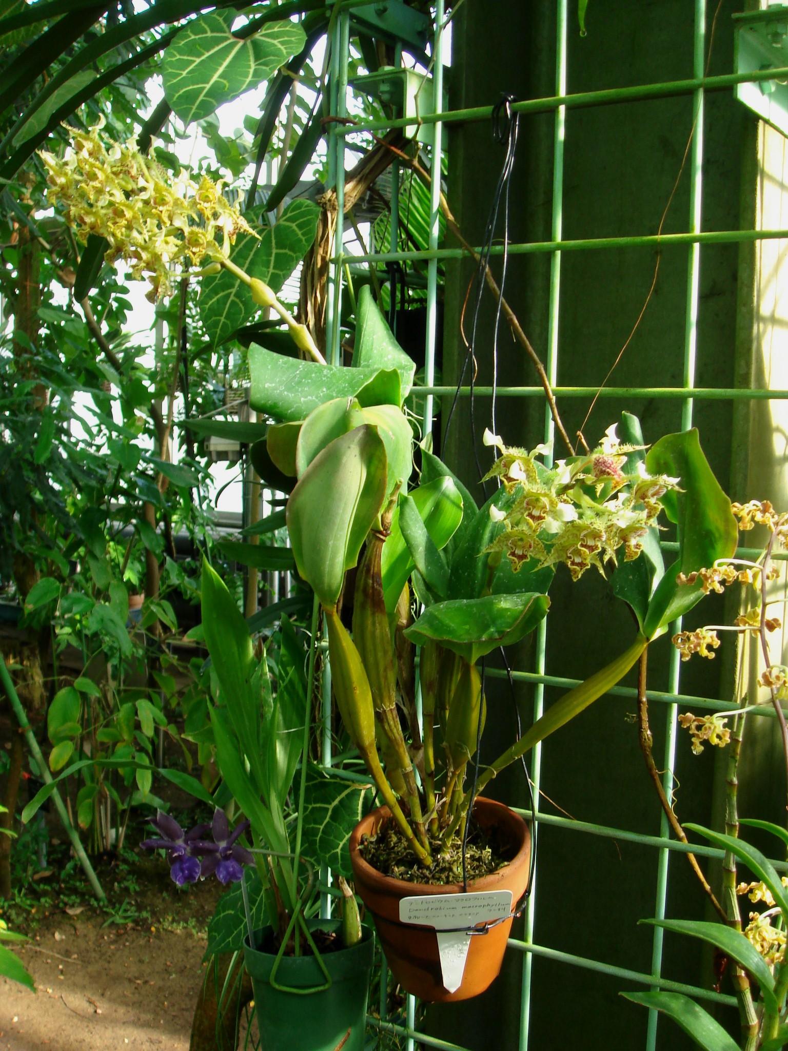 Dendrobium macrophyllum A. Richard